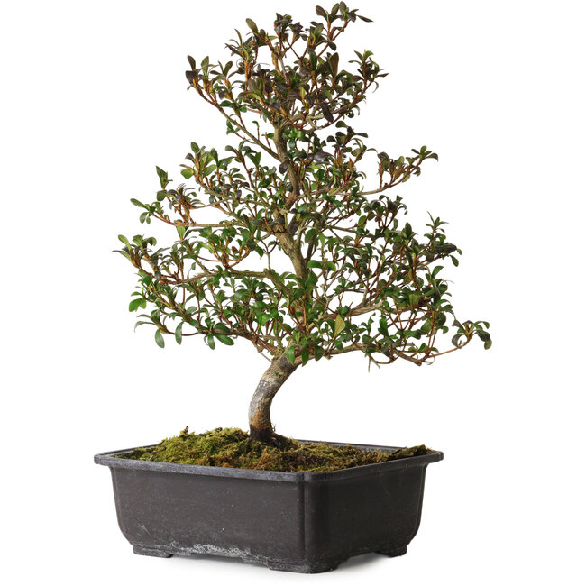 Rhododendron indicum Suzakuhime, 40 cm, ± 12 anni, con un nebari di 5 cm