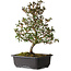 Rhododendron indicum Suzakuhime, 40 cm, ± 12 jaar oud, met een nebari van 5 cm