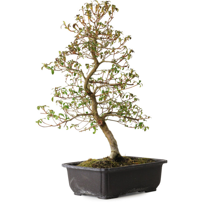 Rhododendron indicum Benikage, 40 cm, ± 12 years old, with a nebari of 5 cm