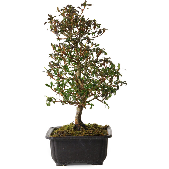 Rhododendron indicum Suzakuhime, 40 cm, ± 12 jaar oud, met een nebari van 5 cm