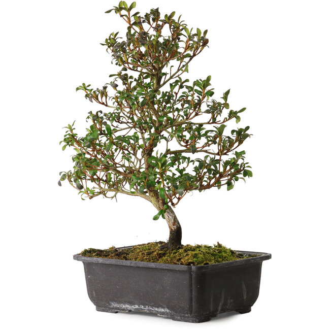 Rhododendron indicum Suzakuhime, 40 cm, ± 12 anni, con un nebari di 5 cm