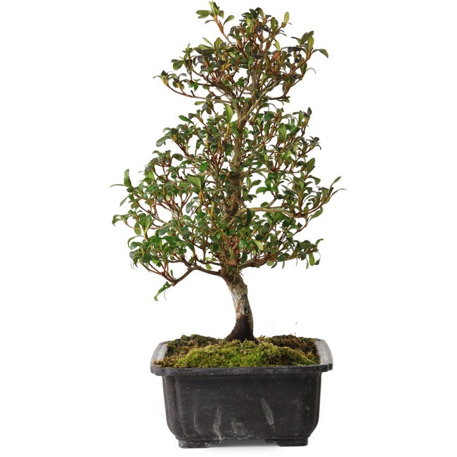 Rhododendron indicum Suzakuhime, 40 cm, ± 12 jaar oud, met een nebari van 5 cm