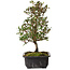 Rhododendron indicum Suzakuhime, 40 cm, ± 12 jaar oud, met een nebari van 5 cm