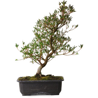 Rododendro indicum Miyu-No-Kagayaki, 40 cm, ± 12 años