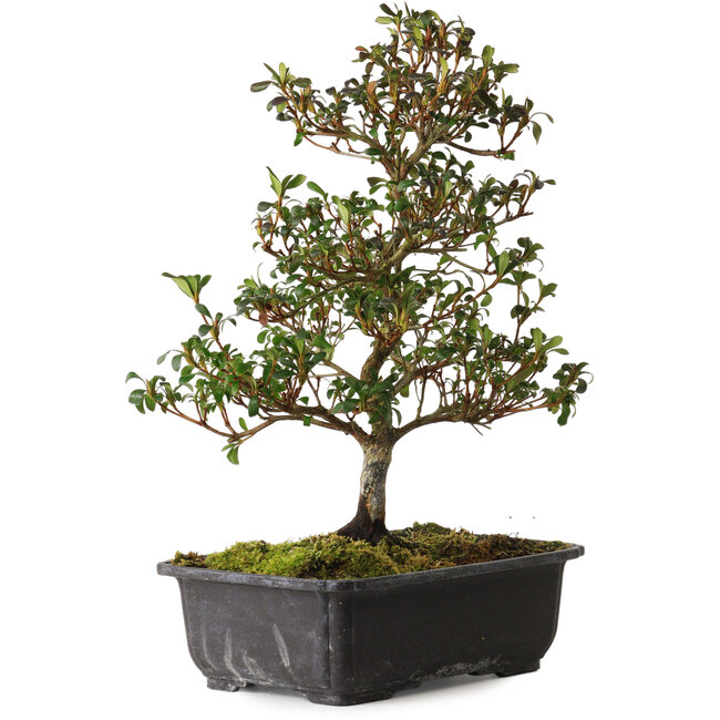 Rhododendron indicum Suzakuhime, 40 cm, ± 12 jaar oud, met een nebari van 5 cm