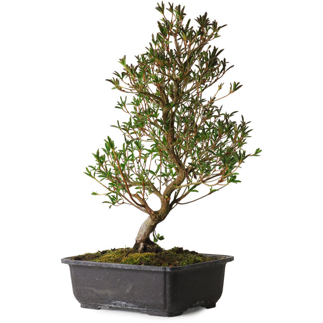 Rhododendron indicum Miyu-No-Kagayaki, 40 cm, ± 12 ans, avec un nebari de 5 cm