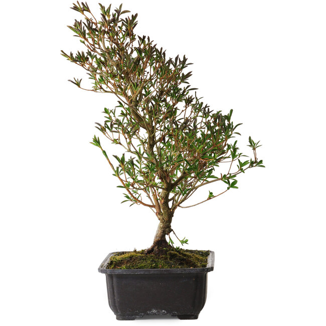 Rhododendron indicum Miyu-No-Kagayaki, 40 cm, ± 12 ans, avec un nebari de 5 cm