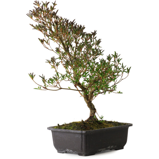 Rhododendron indicum Miyu-No-Kagayaki, 40 cm, ± 12 ans, avec un nebari de 5 cm