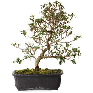 Rhododendron indicum Suzakuhime, 40 cm, ± 12 years old