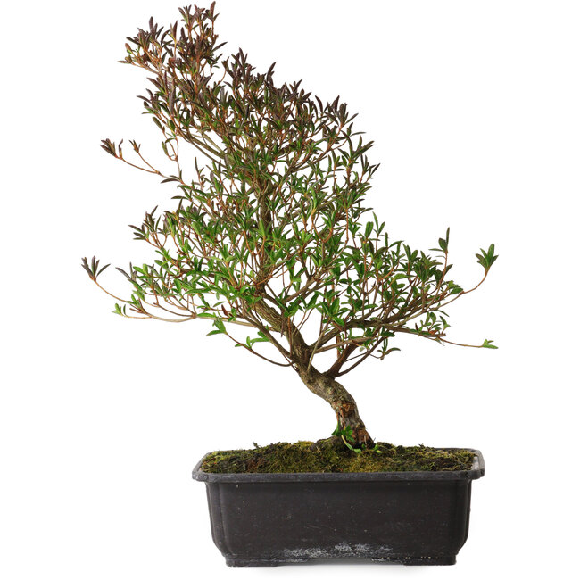 Rhododendron indicum Miyu-No-Kagayaki, 40 cm, ± 12 ans, avec un nebari de 5 cm