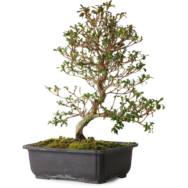 Rhododendron indicum Suzakuhime, 40 cm, ± 12 años, con un nebari de 5 cm