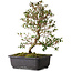 Rhododendron indicum Suzakuhime, 40 cm, ± 12 jaar oud, met een nebari van 5 cm