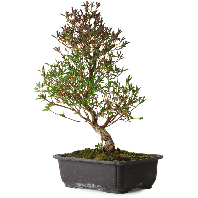 Rhododendron indicum Miyu-No-Kagayaki, 40 cm, ± 12 years old, with a nebari of 5 cm