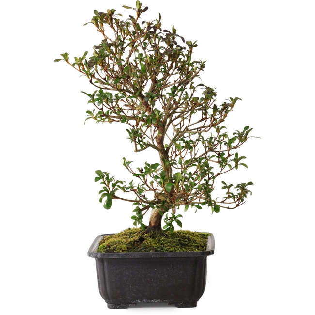 Rhododendron indicum Suzakuhime, 40 cm, ± 12 anni, con un nebari di 5 cm