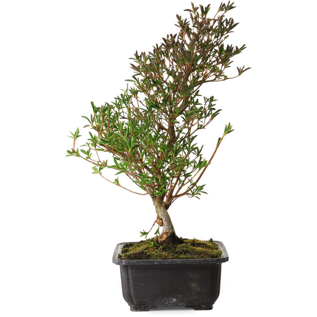 Rhododendron indicum Miyu-No-Kagayaki, 40 cm, ± 12 Jahre alt, mit einem Nebari von 5 cm