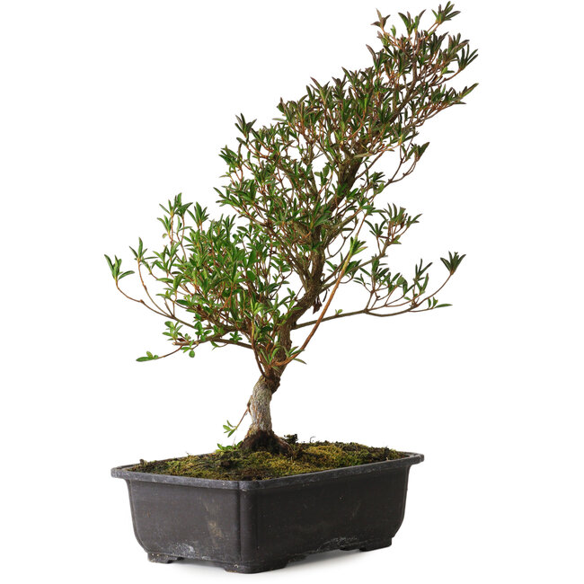 Rhododendron indicum Miyu-No-Kagayaki, 40 cm, ± 12 jaar oud, met een nebari van 5 cm
