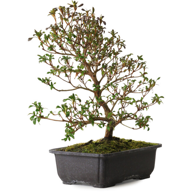 Rhododendron indicum Suzakuhime, 40 cm, ± 12 anni, con un nebari di 5 cm