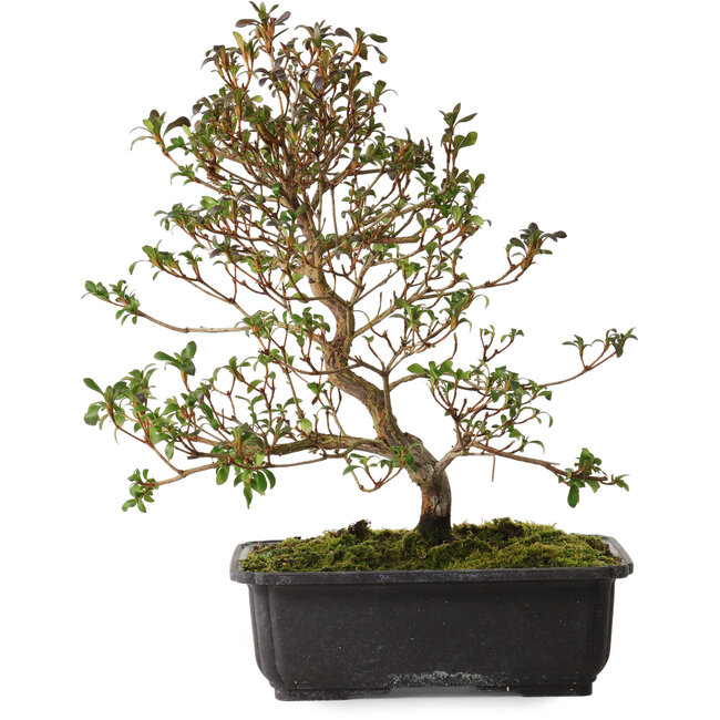 Rhododendron indicum Suzakuhime, 40 cm, ± 12 jaar oud, met een nebari van 5 cm