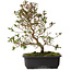 Rhododendron indicum Suzakuhime, 40 cm, ± 12 años, con un nebari de 5 cm