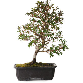 Rhododendron indicum Suzakuhime, 40 cm, ± 12 jaar oud