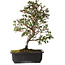 Rhododendron indicum Suzakuhime, 40 cm, ± 12 jaar oud, met een nebari van 5 cm
