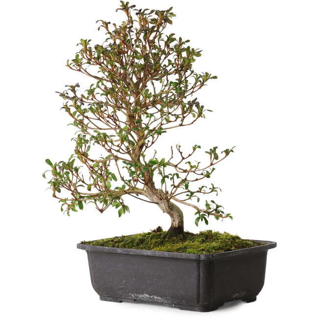 Rhododendron indicum Suzakuhime, 40 cm, ± 12 años, con un nebari de 5 cm