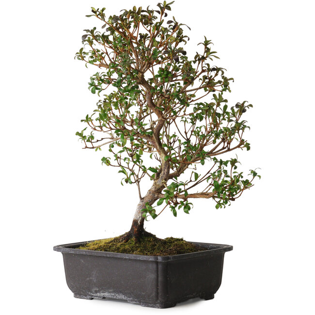 Rhododendron indicum Suzakuhime, 40 cm, ca. 12 Jahre alt, mit einem Wurzelhals von 5 cm