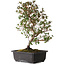 Rhododendron indicum Suzakuhime, 40 cm, ± 12 jaar oud, met een nebari van 5 cm
