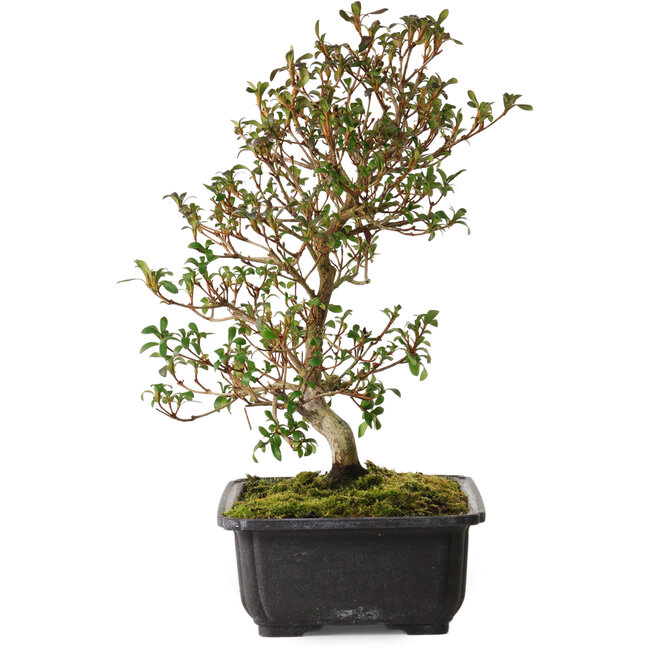 Rhododendron indicum Suzakuhime, 40 cm, ± 12 anni, con un nebari di 5 cm