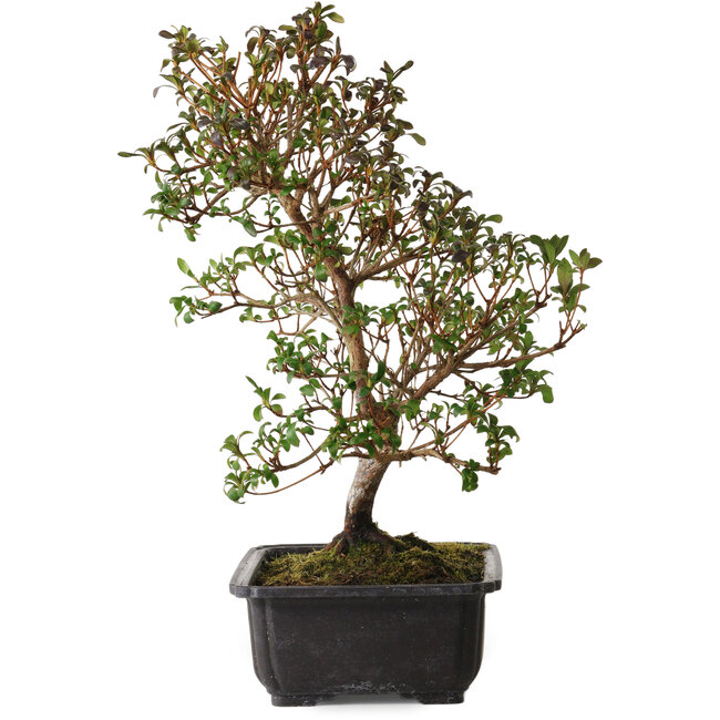 Rhododendron indicum Suzakuhime, 40 cm, ca. 12 Jahre alt, mit einem Wurzelhals von 5 cm