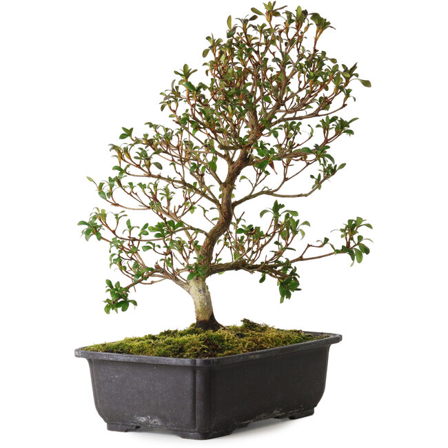 Rhododendron indicum Suzakuhime, 40 cm, ± 12 jaar oud, met een nebari van 5 cm