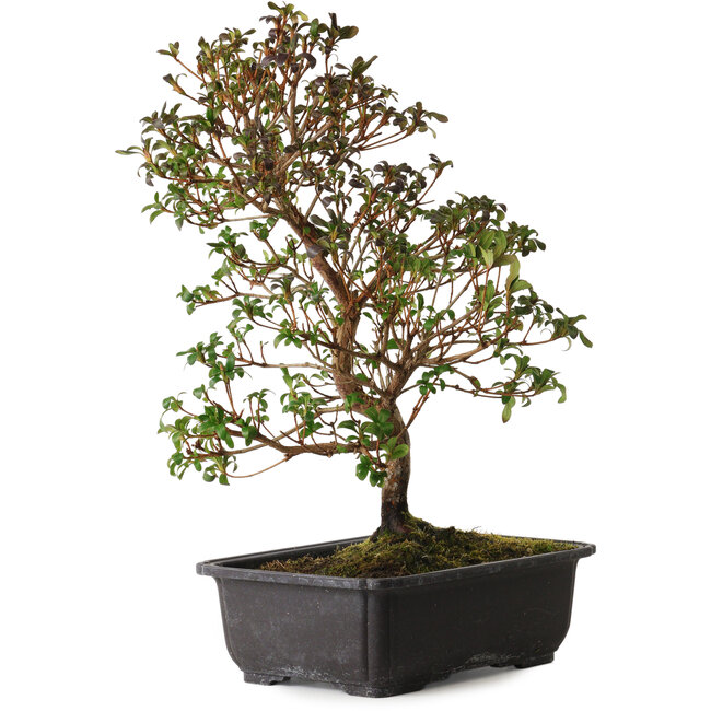 Rhododendron indicum Suzakuhime, 40 cm, ± 12 años, con un nebari de 5 cm