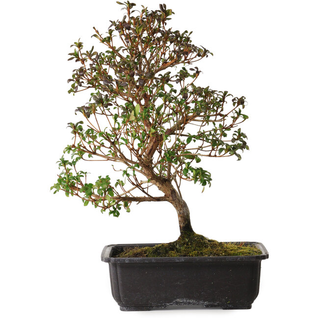 Rhododendron indicum Suzakuhime, 40 cm, ± 12 years old, with a nebari of 5 cm