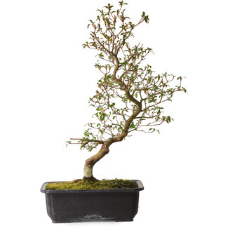 Rhododendron indicum Benikage, 40 cm, ± 12 jaar oud