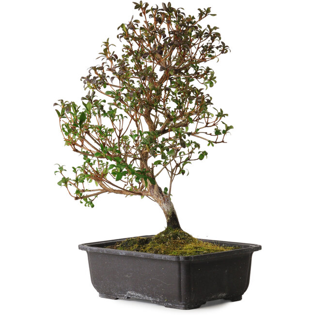 Rhododendron indicum Suzakuhime, 40 cm, ± 12 anni, con un nebari di 5 cm