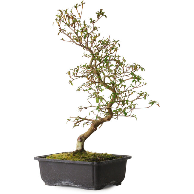 Rhododendron indicum Benikage, 40 cm, ± 12 anni, con un nebari di 5 cm