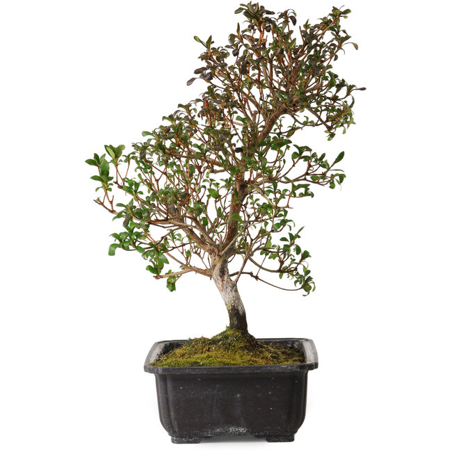 Rhododendron indicum Suzakuhime, 40 cm, ± 12 años, con un nebari de 5 cm