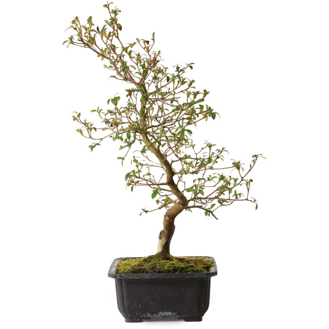 Rhododendron indicum Benikage, 40 cm, ± 12 jaar oud, met een nebari van 5 cm