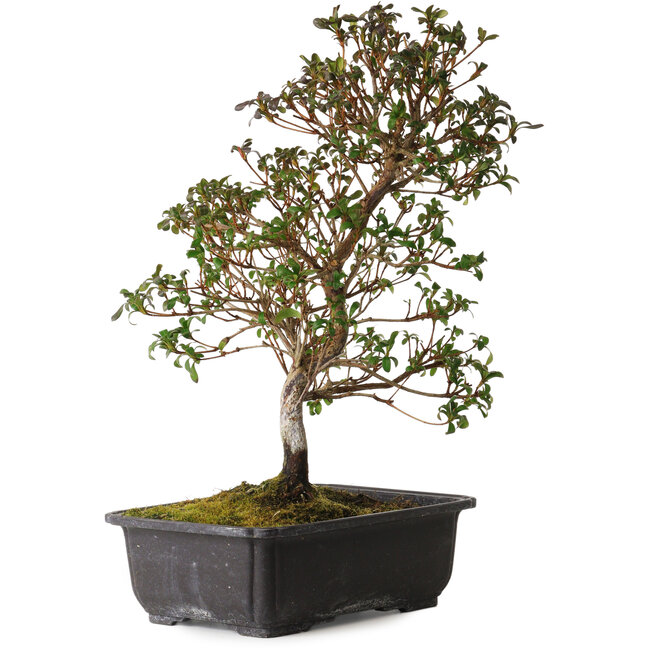 Rhododendron indicum Suzakuhime, 40 cm, ± 12 anni, con un nebari di 5 cm