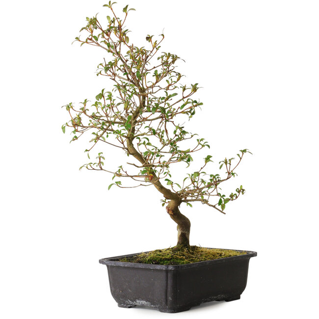 Rhododendron indicum Benikage, 40 cm, ca. 12 Jahre alt, mit einem Wurzelhals von 5 cm