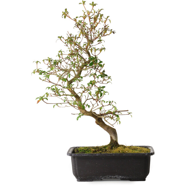 Rhododendron indicum Benikage, 40 cm, ± 12 years old, with a nebari of 5 cm