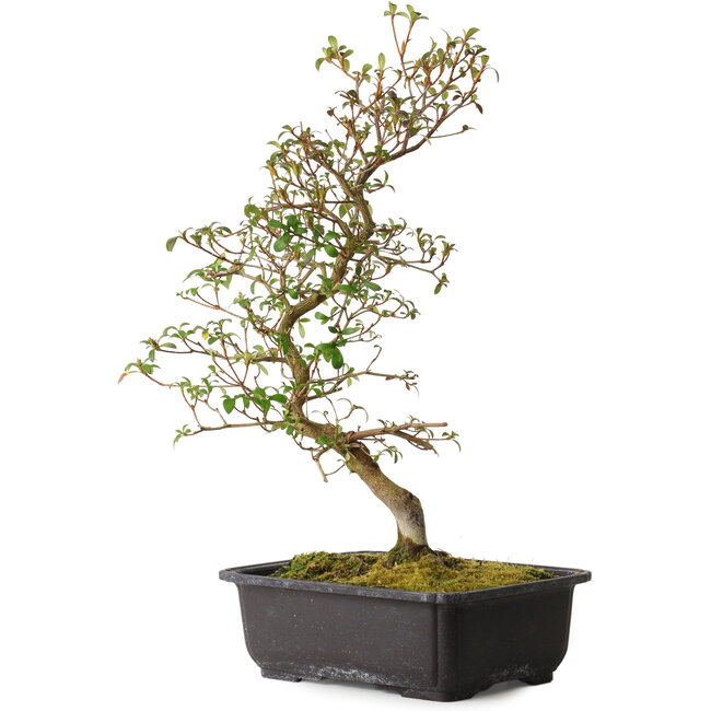 Rhododendron indicum Benikage, 40 cm, ± 12 years old, with a nebari of 5 cm