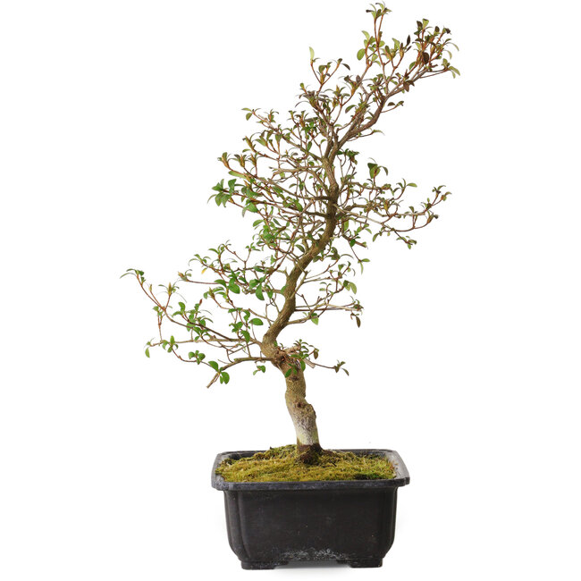 Rhododendron indicum Benikage, 40 cm, ± 12 jaar oud, met een nebari van 5 cm
