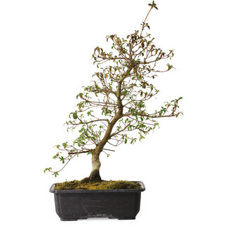 Rhododendron indicum Benikage, 40 cm, ± 12 years old