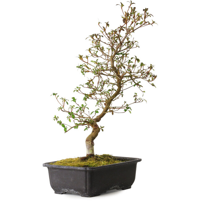 Rhododendron indicum Benikage, 40 cm, ± 12 years old, with a nebari of 5 cm