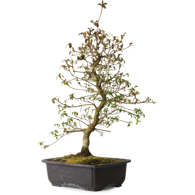 Rhododendron indicum Benikage, 40 cm, ± 12 años, con un nebari de 5 cm