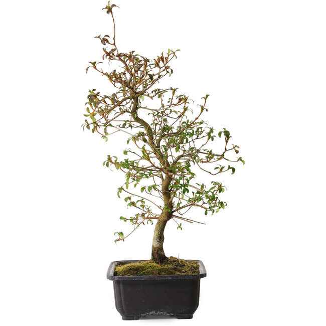 Rhododendron indicum Benikage, 40 cm, ± 12 ans, avec un nebari de 5 cm