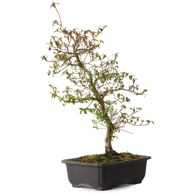 Rhododendron indicum Benikage, 40 cm, ca. 12 Jahre alt, mit einem Wurzelhals von 5 cm