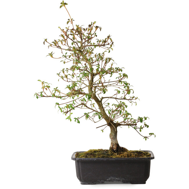 Rhododendron indicum Benikage, 40 cm, ca. 12 Jahre alt, mit einem Wurzelhals von 5 cm