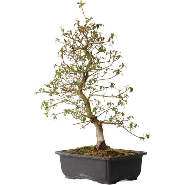 Rhododendron indicum Benikage, 40 cm, ± 12 anni, con un nebari di 5 cm